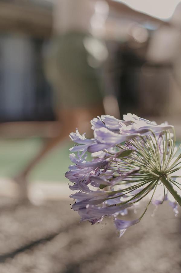 Villa Rose Guesthouse & Venue Bloemfontein Bagian luar foto